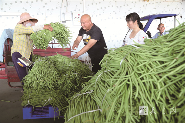 豆角外銷促增收