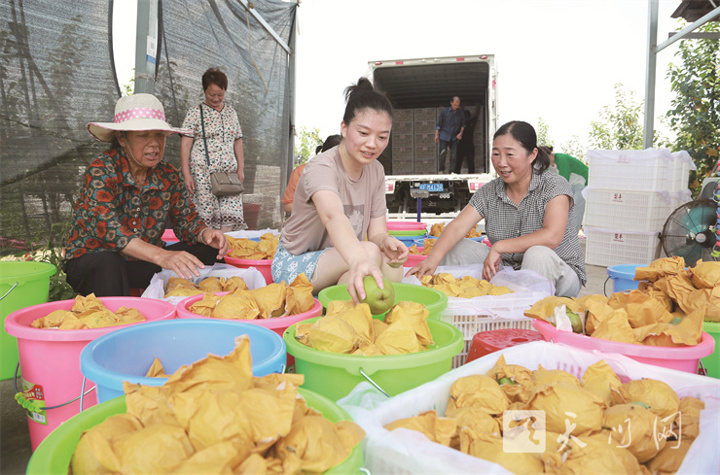 生態(tài)梨 銷四方