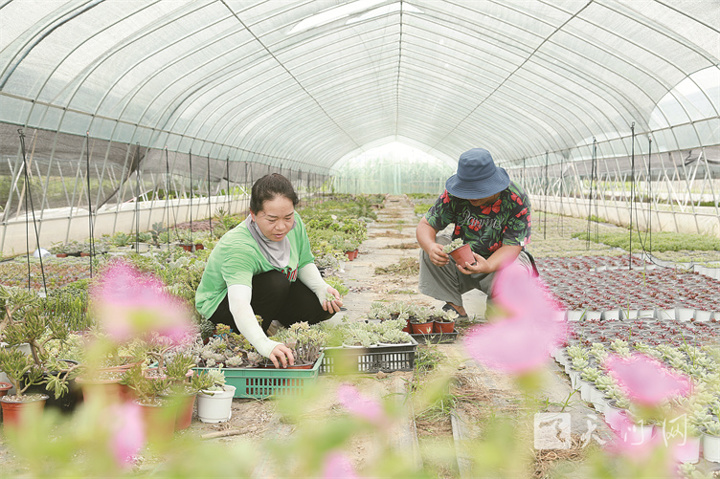 多肉植物綻放“美麗經濟”